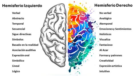 Hemisferios Cerebrales Neuronas Espejo Y Empatía