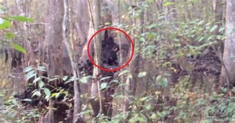 Best Bigfoot Sighting Ever Shows Giant Creature Taking A Stroll In Us