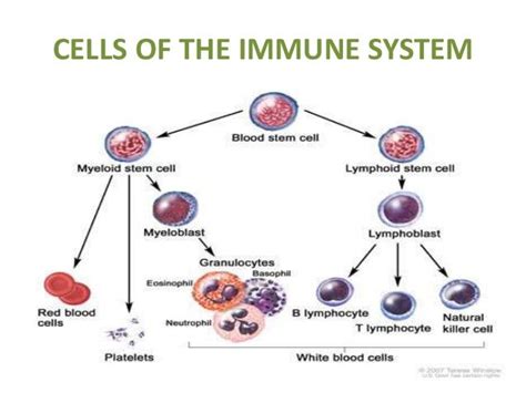 Card Sort How Does The Immune System Work Teaching Resources