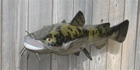 22 Inch Channel Catfish Fish Mount Replica Reproduction For Sale