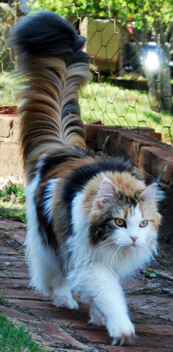 17 Majestic Cats Who Are Prettier Than You