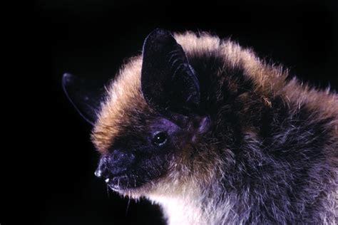 Tags Bats Mammals Predator Carnivore Nocturnal Wildfire