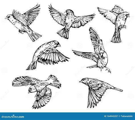 Realistic Sparrow Flying Monochrome Vector Illustration Of Black
