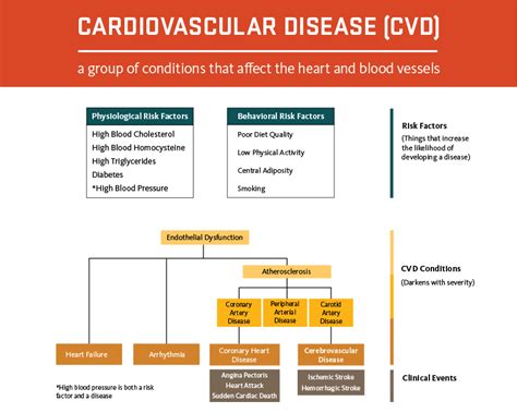 Cardiovascular Disease Cvd Risk Factors Pelajaran