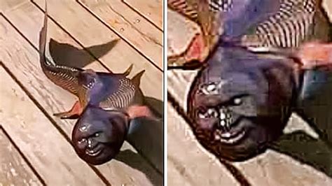 10 Weirdest Fish Captured By Humans Youtube
