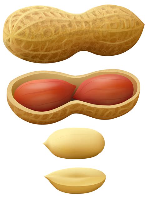 Nuts Clipart Free Download On Clipartmag