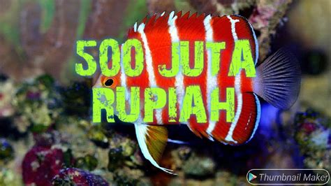 Jenis Ikan Laut Mahal Di Malaysia - Harga Ikan Kerapu Harimau : Todak
