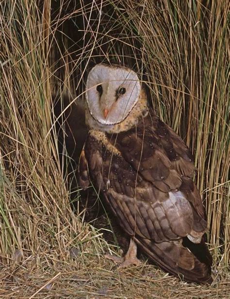 African Grass Owl At Nest Entrance I By Rudy And Zeta Erasmus South African Birds Owl Photos
