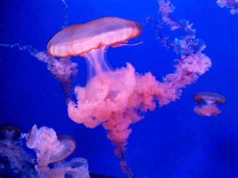 Graceful Jellyfish Stock Image Image Of Sting Creature 652817