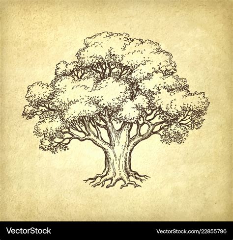 Incredible Compilation Of Tree Sketch Images In Full 4k Resolution