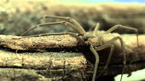The Truth about the Brown Recluse - YouTube
