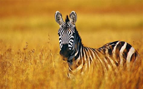 Zebra Full Hd Wallpaper And Hintergrund 1920x1200 Id325862