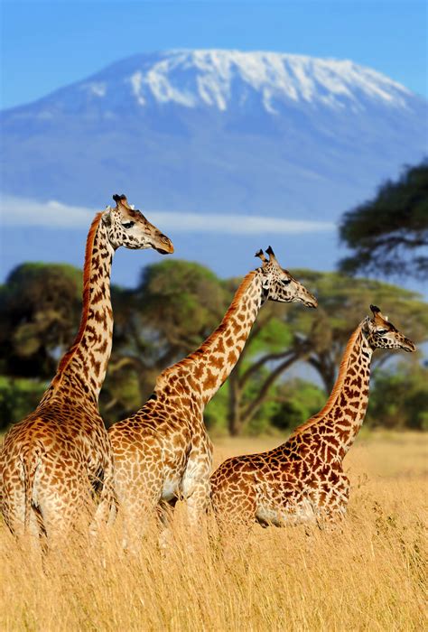 Print one giraffe coloring page or print them all! Giraffes » Resources » Surfnetkids