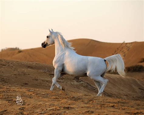 Arabian Stallion Dębowiec Arabian Horse Beautiful Arabian Horses Horses