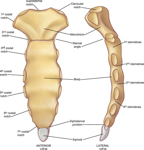 The two bones are joined at a slight angle that protrudes anteriorly (sternal angle, angle of louis). Figure 7 from The anatomy of the ribs and the sternum and ...