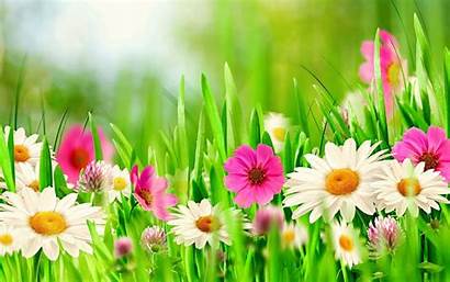 Spring Flowers Grass Background Flower Pink Colorful