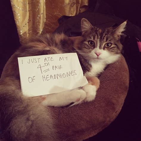 90 Cats That Were Publicly Shamed By Their Owners Top5