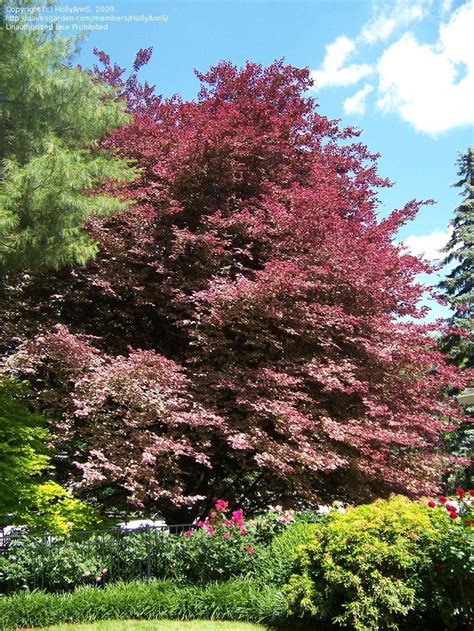 Number of trees on property: Trees, Shrubs and Conifers: Tri-color Beech, 1 by HollyAnnS