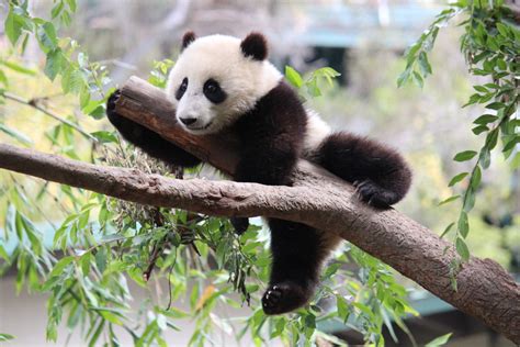 Top 10 Facts About Giant Pandas Owlcation