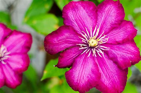 Very Beautiful Bloom Of A Red Rose Flower Stock Photo Image Of