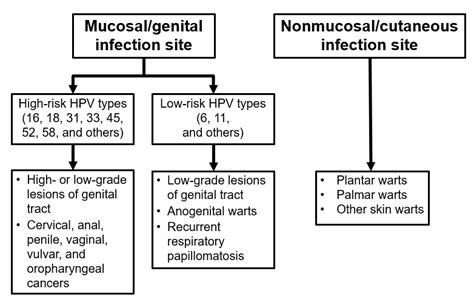 Hpv Virus In Women