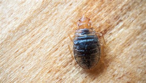 What Do Bed Bugs Look Like This Types And Signs Of Bed Bugs