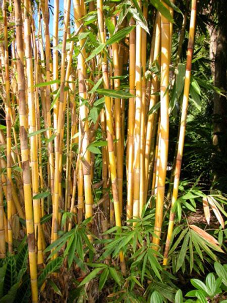 Sacred Bali Gold Bamboo Bamboo Australia Sunshine Coast