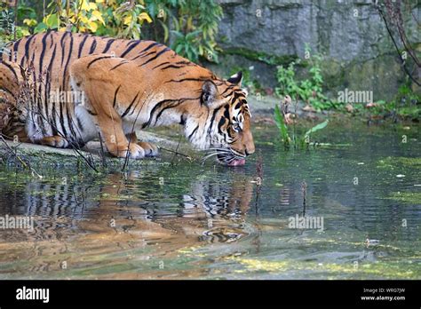 Tiger Drinking From Lake In Hi Res Stock Photography And Images Alamy