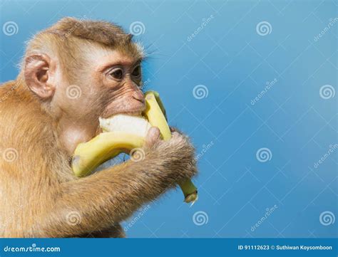 O Macaco Come A Banana Imagem De Stock Imagem De Curso 91112623