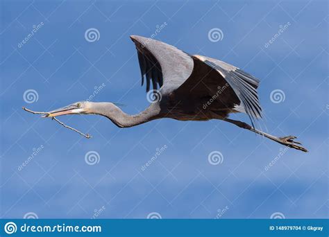 Affordable and search from millions of royalty free images, photos and vectors. Colorado Wildlife - Great Blue Heron In Flight Stock Photo - Image of mountains, heron: 148979704