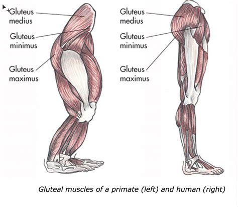 How Your Butt Can Relate To Your Level Of Humanism Simply Health