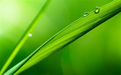 Green Nature Leaves Plants Water Drops Macro Depth Of Field Wallpaper