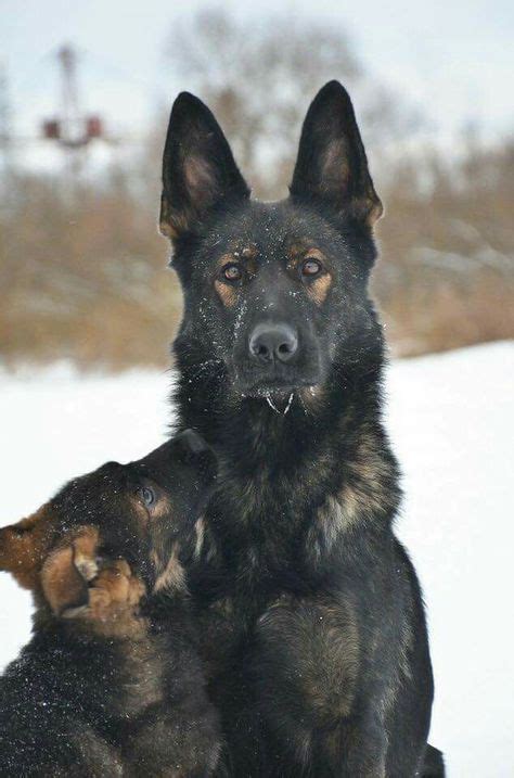 German Shepherd Black Sable Shepherd