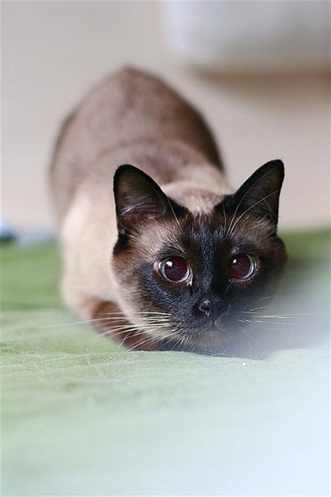 Siamese Cat Fat British Shorthair