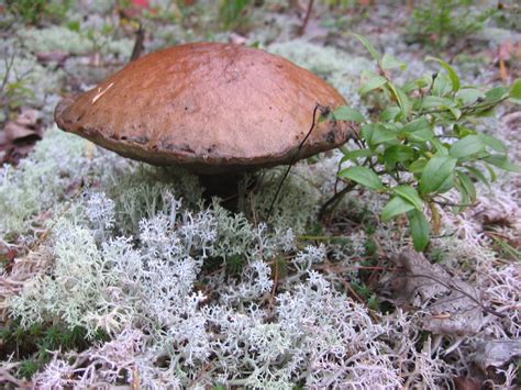 Mushrooms In Michigans Up Photo Of Mushroom That I Took Flickr