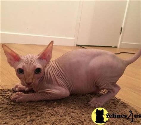 Looking for a maine coon kitten or cat in california? Sphynx Kitten for Sale: Sphynx Kittens. Champion parents 2 ...