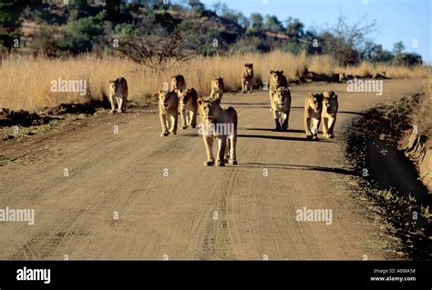 Lion Pride Walking Along Road In Pilansberg Game Reserve Stock Photo