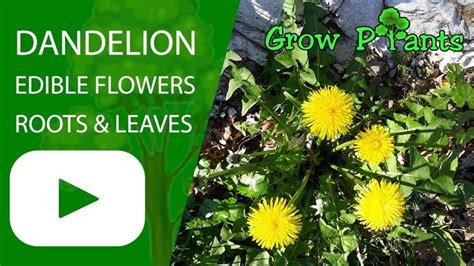 Dandelion Plant Growing And Harvesting Edible Roots