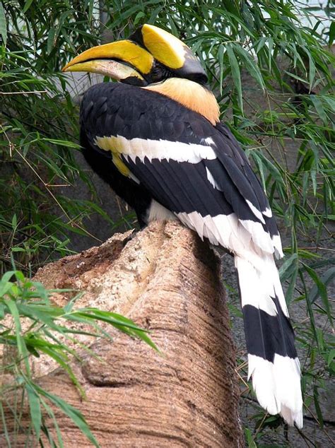 Great Hornbill Buceros Bicornis Wiki Image Only