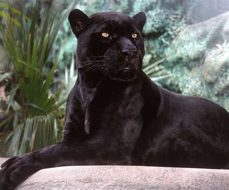 Black Jaguar Sitting In Front Of Green Foliage Big Cat Species Wild