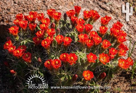 Thumbnail Index Of Red Texas Wildflowers Texas Wildflower Pictures By