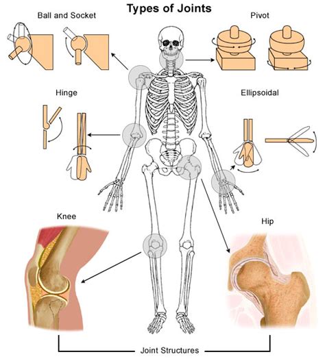 They also provide for the attachment of muscles, and help us move around. Types of joints in the human body - human body for kids ...
