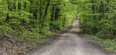 207 Tree Lined Gravel Road Photos Free And Royalty Free Stock Photos