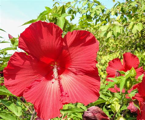 How To Grow Hardy Hibiscus In Pots Expert Advice
