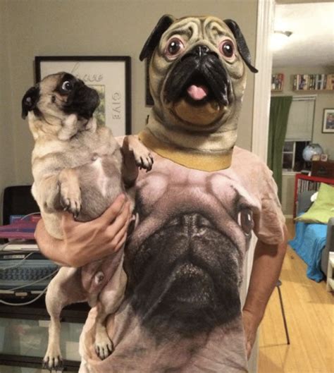 48 Best Pug Jokes And Puns From Around The Internet