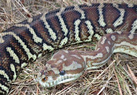 Molecular Reptile Online Snakes And Information