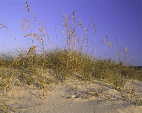 Free Picture Sand Dune Grass