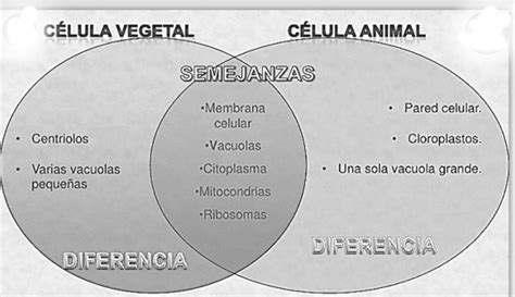 Cuadro De Semejanzas Y Diferencias De Las Celulas