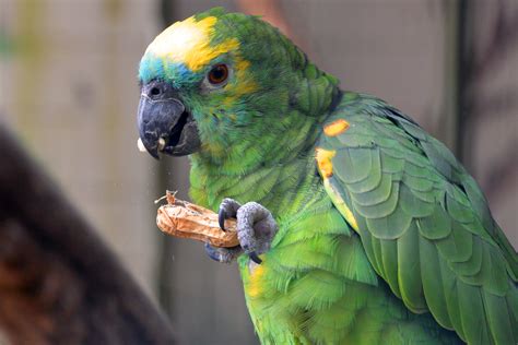 Fotos Gratis Naturaleza Pájaro Animal Verde Pico Color Nuez