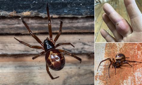 False Black Widow Bite